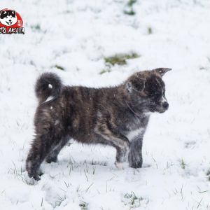 DSC 0628 kopia (Copy)